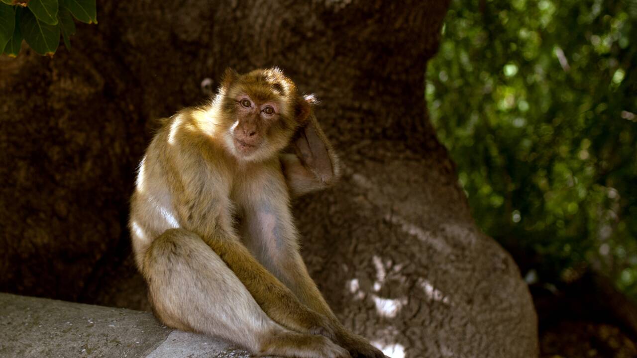 A Gibraltar, il sera interdit de toucher les macaques
