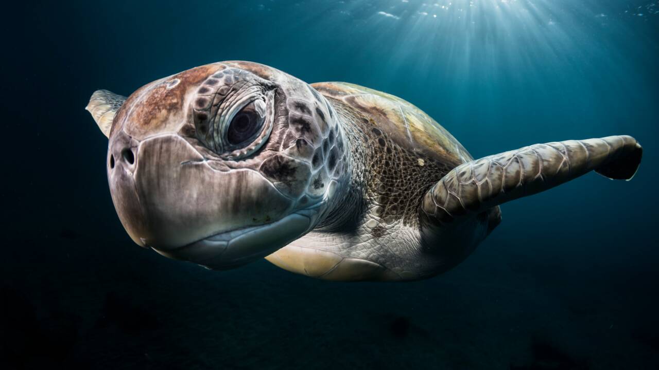 Greg Lecœur, ce photographe virtuose des océans qui veut protéger la vie sous-marine