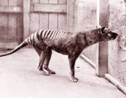 Des images du dernier tigre de Tasmanie redécouvertes 85 ans après