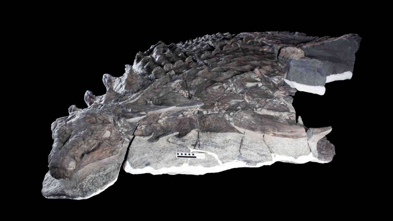Le dernier repas d'un dinosaure vieux de 110 millions d'années découvert très bien préservé