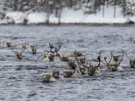 Québec : les animaux sortent de leur repos hivernal
