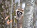 Photos : quand la faune accueille le printemps dans les espaces naturels du Québec