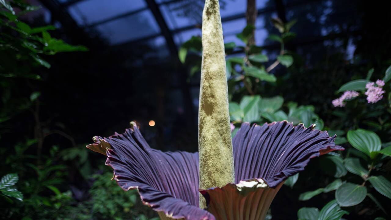 Un Arum titan, plante géante à l'odeur nauséabonde, est en pleine floraison à New York