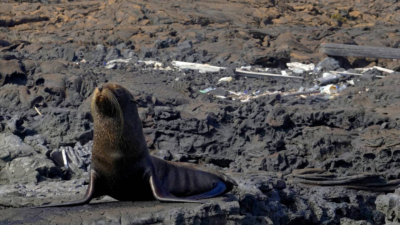 S'adapter pour survivre: science et tourisme sur les pas de Darwin aux Galapagos