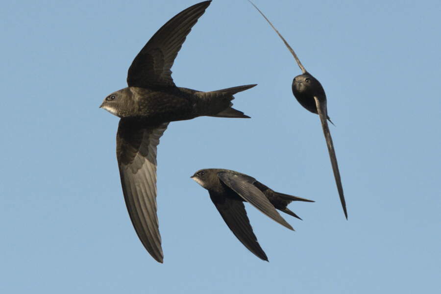 Un Concours Photo Met L honneur Le Martinet Noir Un Oiseau Fascinant un-concours-photo-met-l-honneur-le-martinet-noir-un-oiseau-fascinant