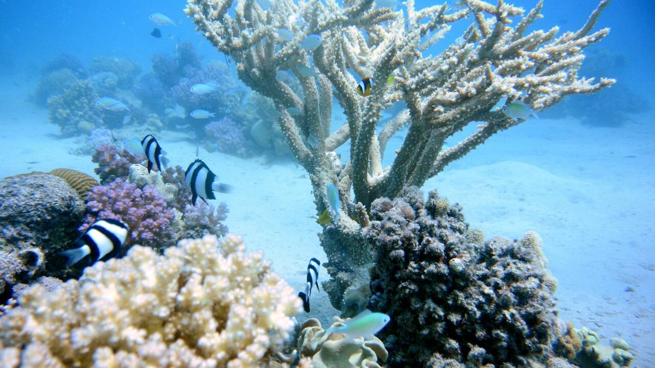 Les coraux menacés dans les îles françaises de l'océan Indien