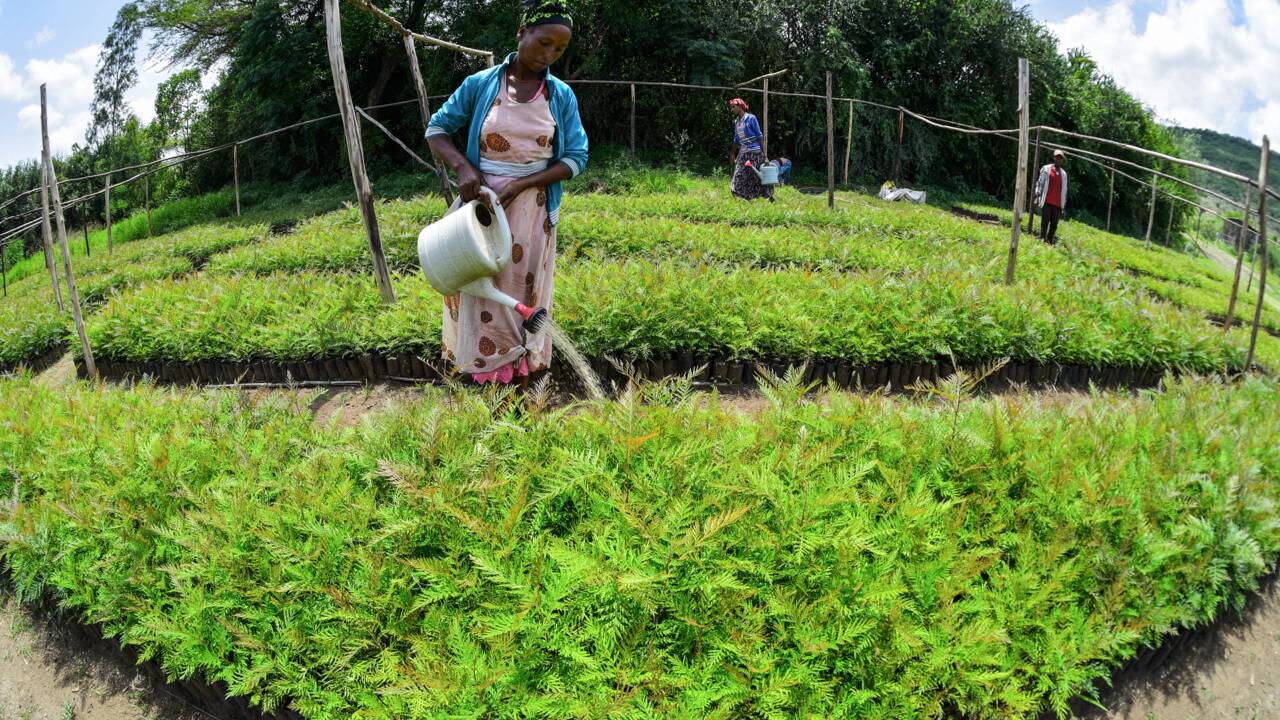 Malgré des accrocs, l'Ethiopie amplifie sa campagne de reforestation