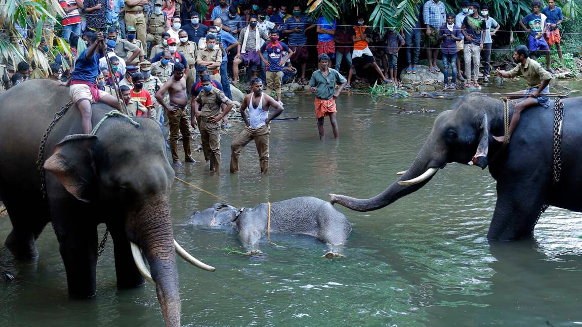 Mort d'une éléphante en Inde à cause d'une noix de coco piégée: un suspect arrêté