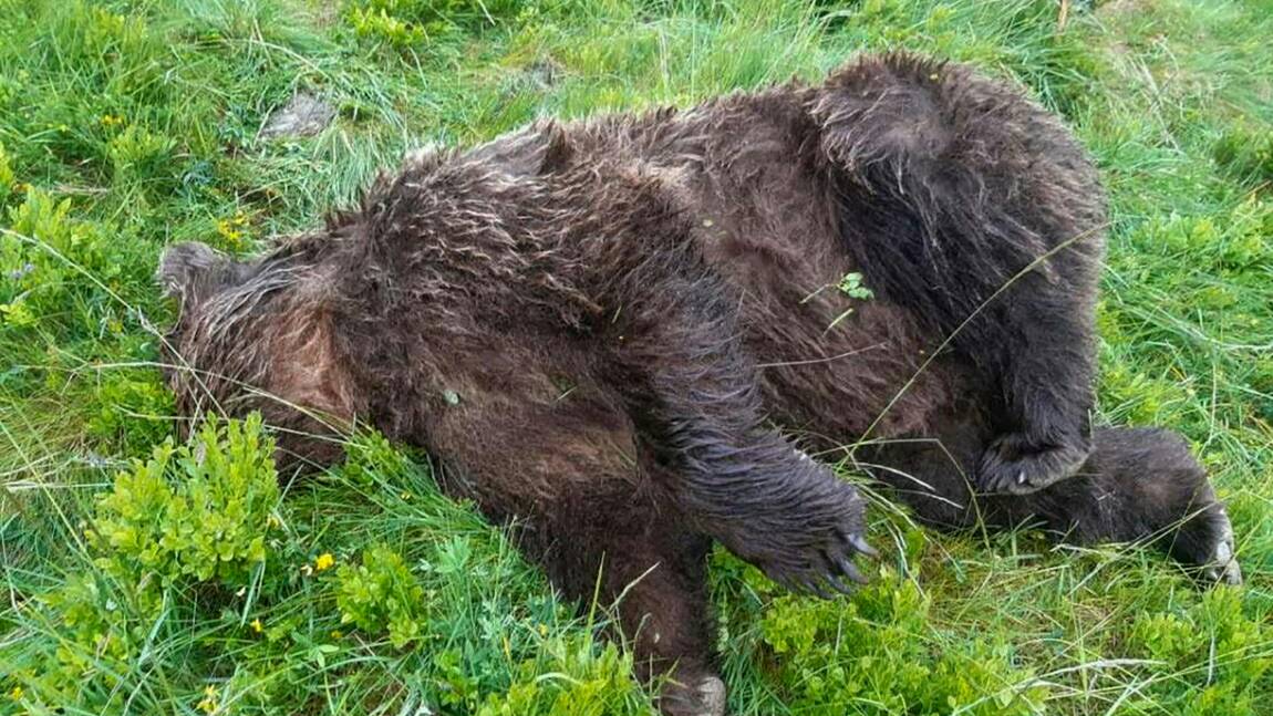 Qui a tué l'ours? L'enquête se heurte à l'omerta en Ariège