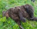 Ours tué: appel à la mobilisation pro-ours dans l'Ariège