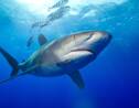 Un photographe immortalise un requin qui se serait battu avec un calmar géant
