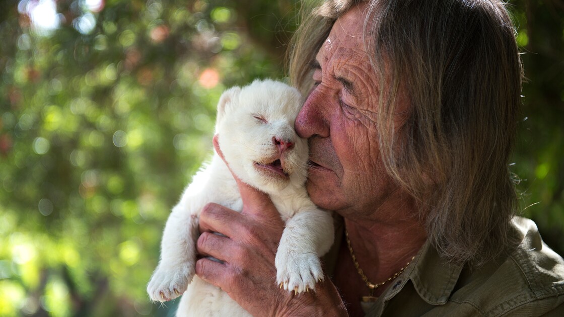 Il S Appelle White King C Est Un Bebe Lion Blanc Et Un Vrai Nounours Selon Le Directeur Du