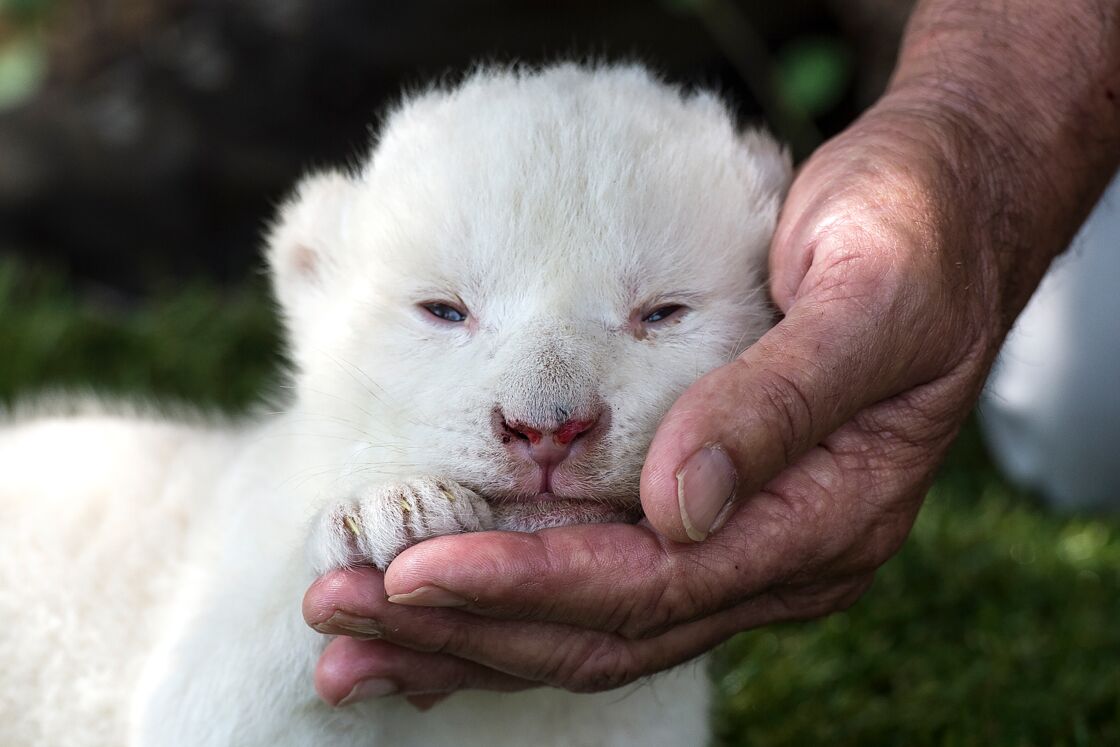 White King Un Bebe Lion Blanc Neglige Par Sa Maman En Espagne Geo Fr