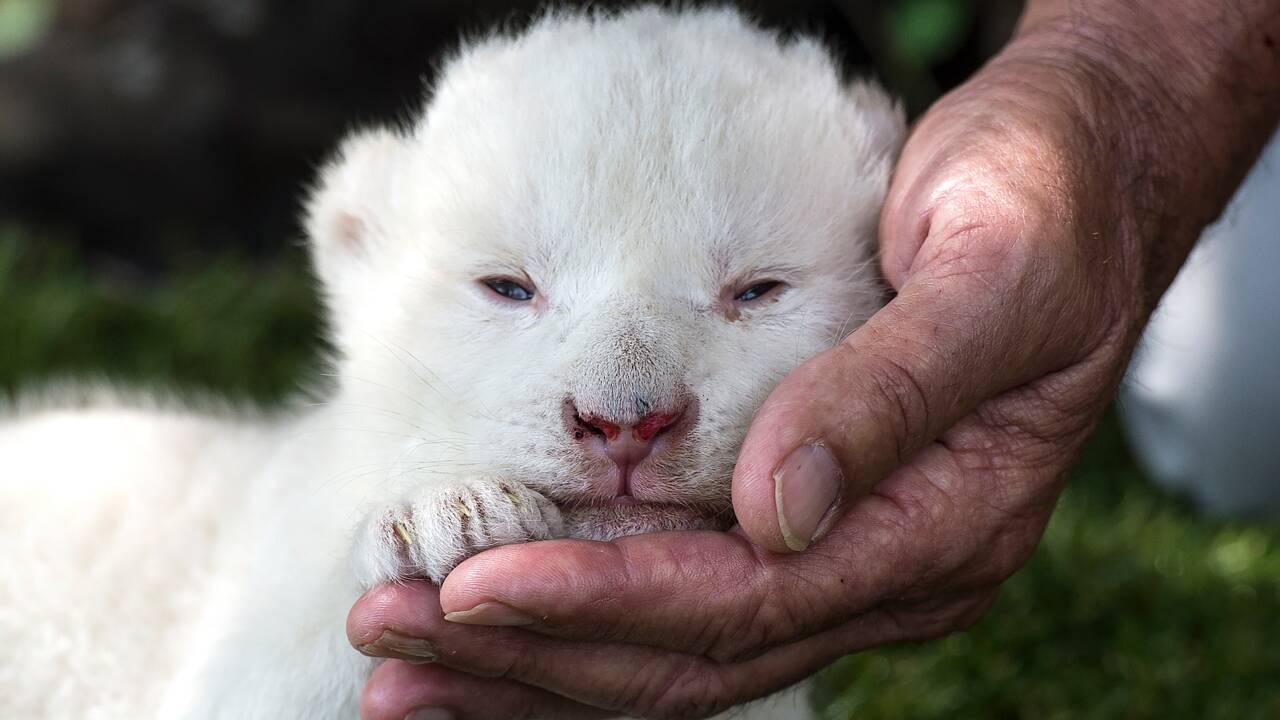 White King, un bébé lion blanc négligé par sa maman en Espagne
