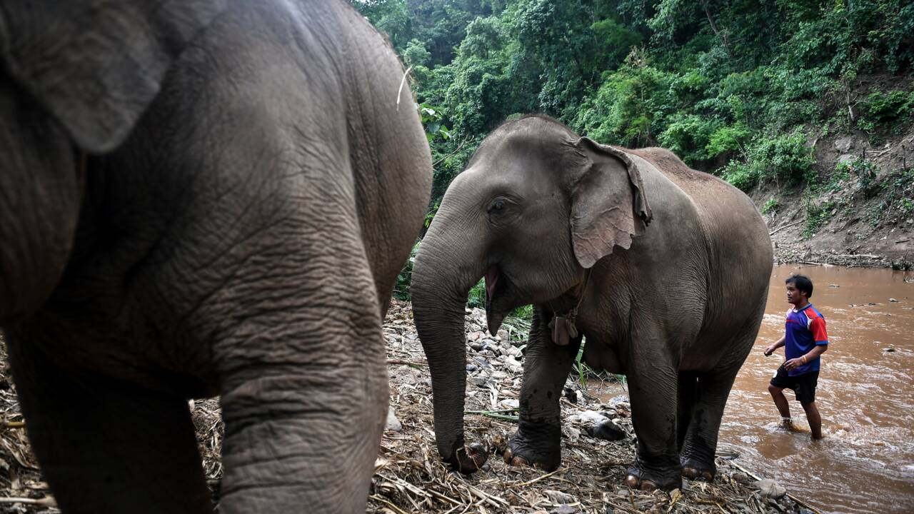 Pandémie: la grande migration des éléphants de Thaïlande