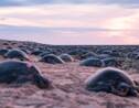 Un drone filme 64 000 tortues menacées dans les eaux australiennes