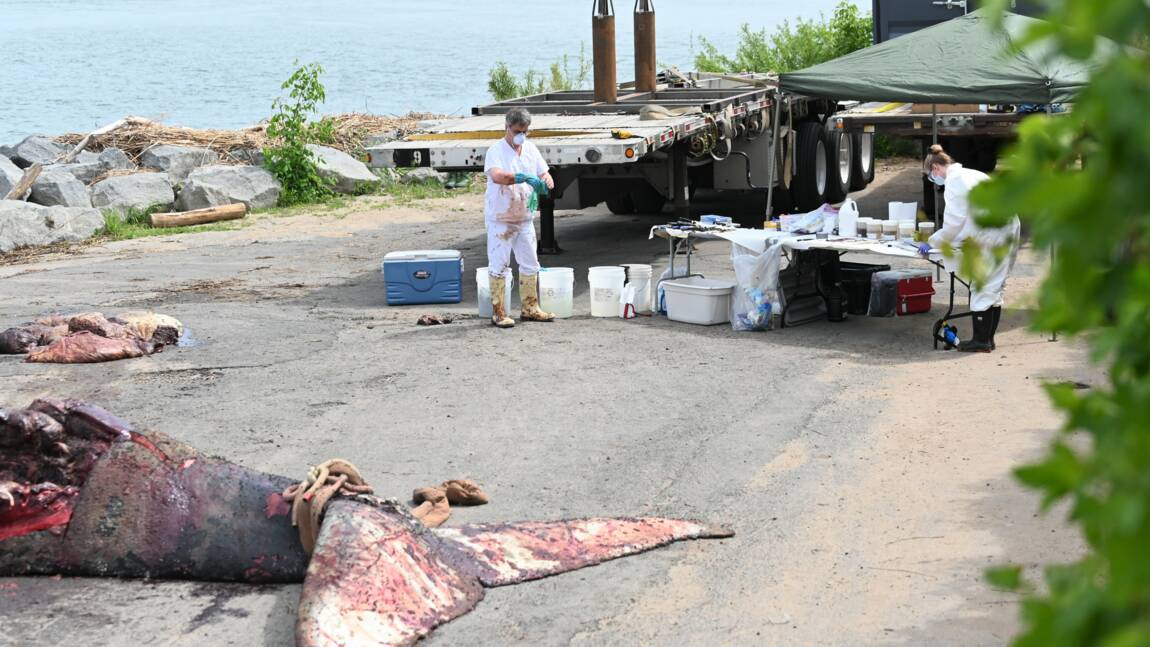 La baleine morte près de Montréal probablement heurtée par un bateau