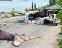 La baleine morte près de Montréal probablement heurtée par un bateau