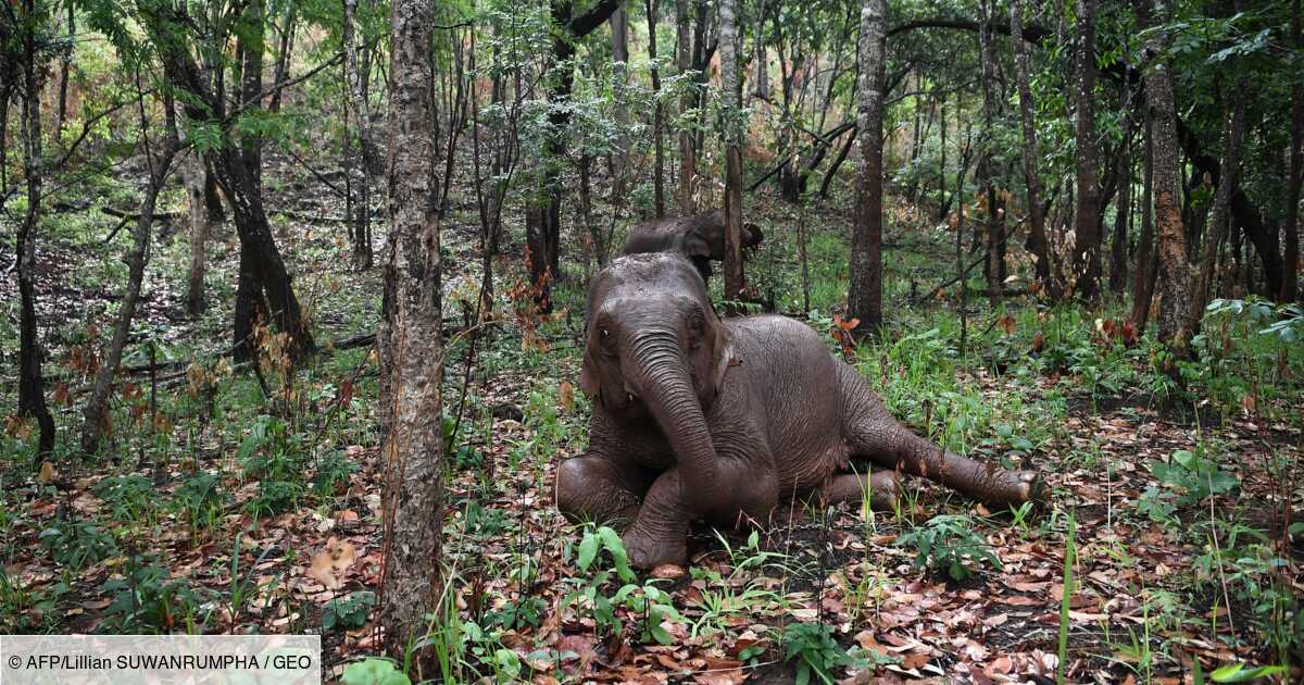 Pandemie La Grande Migration Des Elephants De Thailande Geo Fr