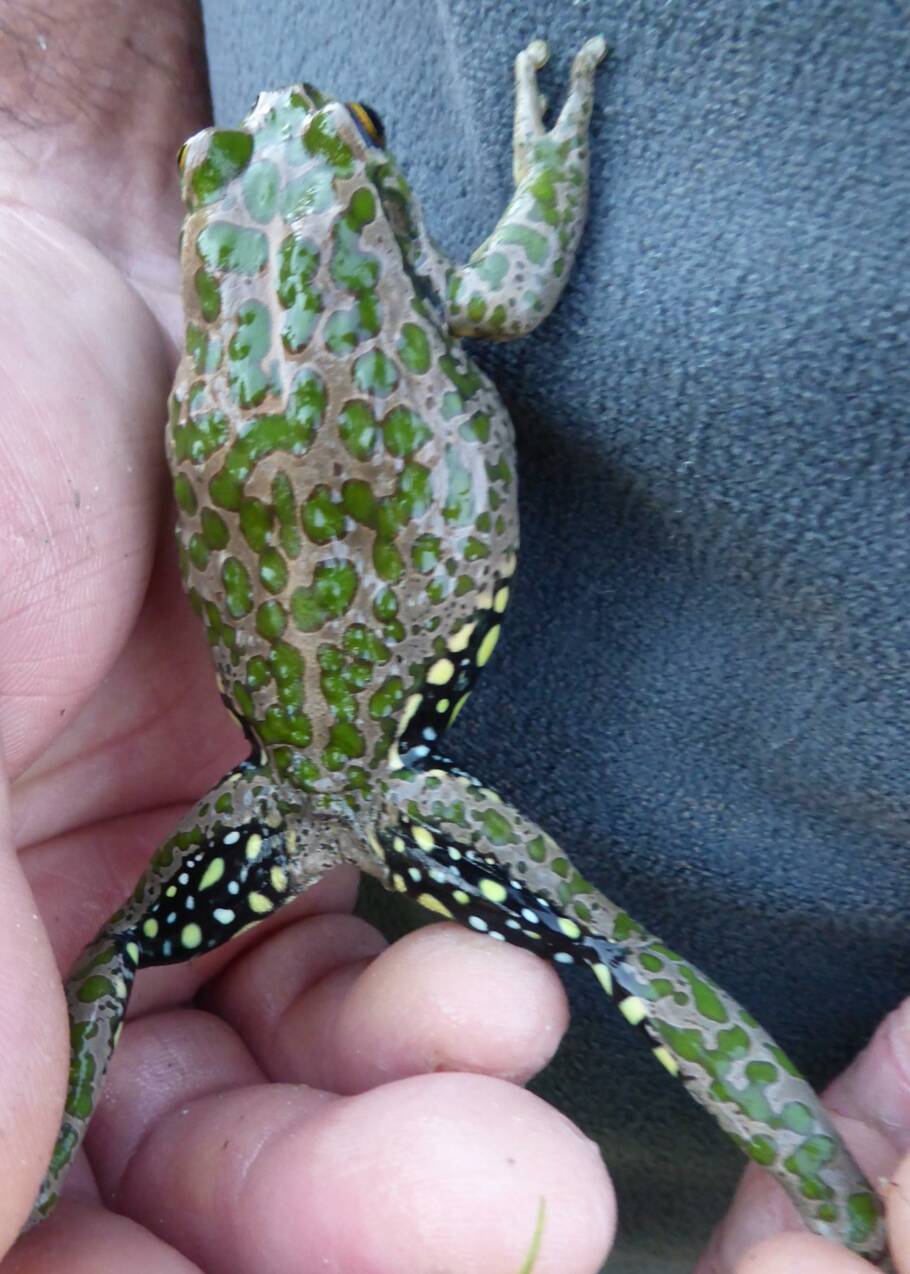 Cette grenouille vorace pourrait dévaster la biodiversité du sud de l'Australie
