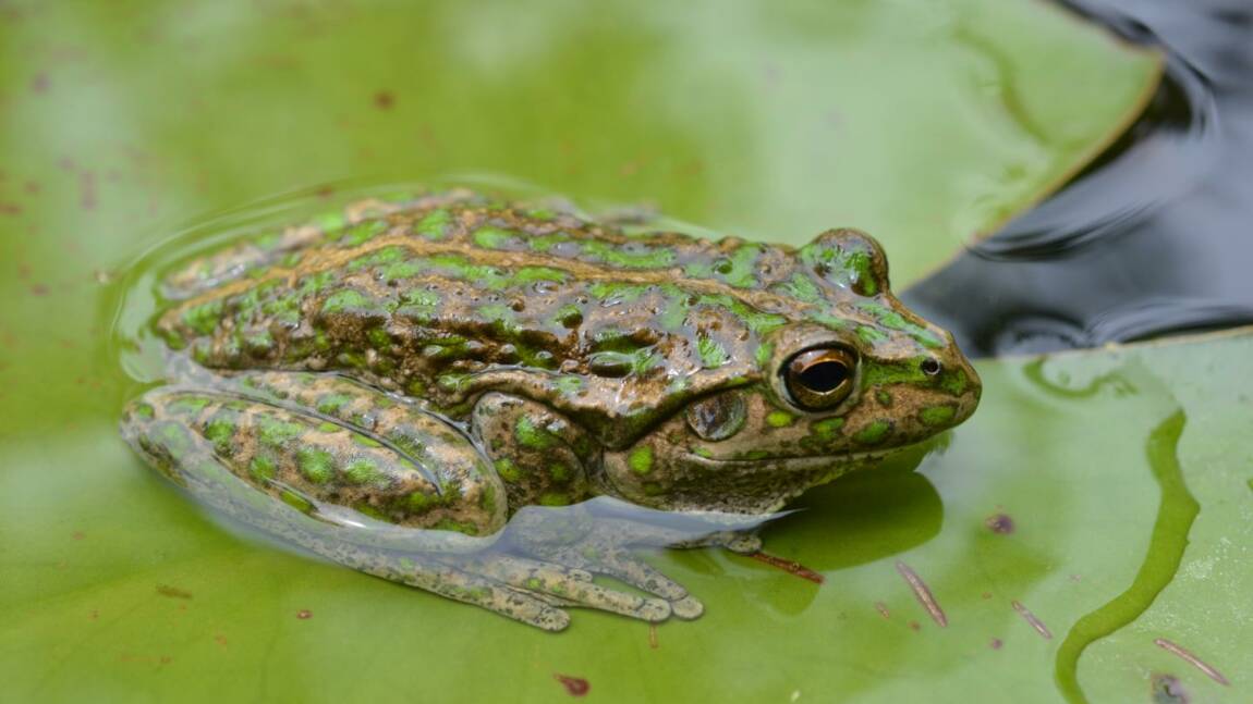 Cette Grenouille Vorace Pourrait Devaster La Biodiversite Du Sud De L Australie Geo Fr