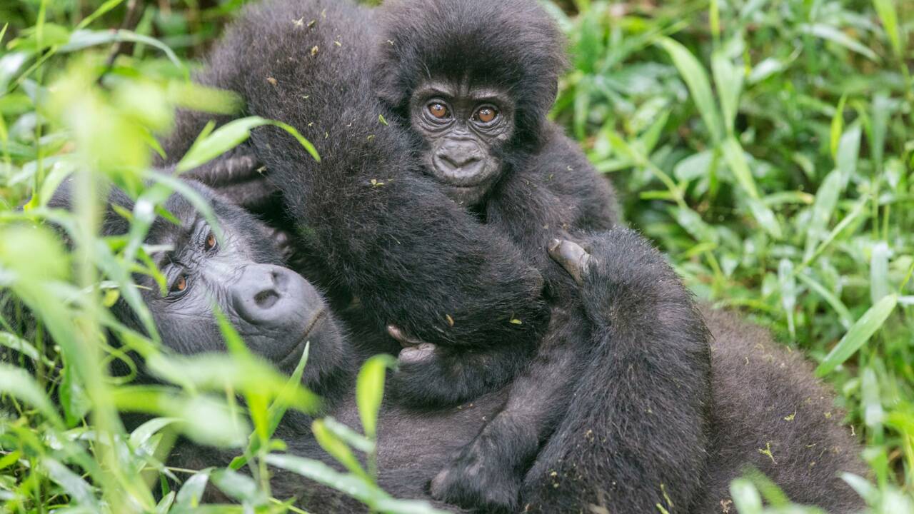 Rafiki, un célèbre gorille des montagnes tué par des braconniers en Ouganda