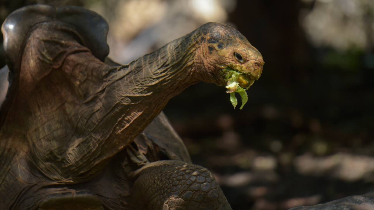 Galapagos: Diego, la tortue qui a sauvé son espèce, de retour sur son île