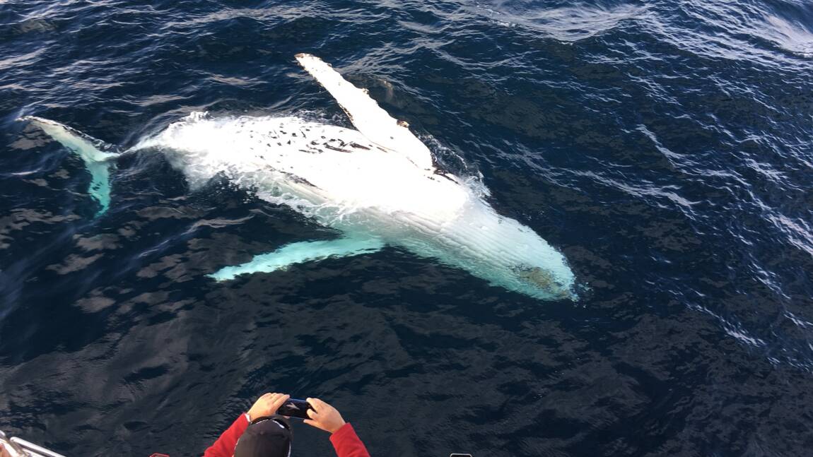 Une rarissime baleine blanche aperçue au large des côtes de la Nouvelle-Galles du Sud