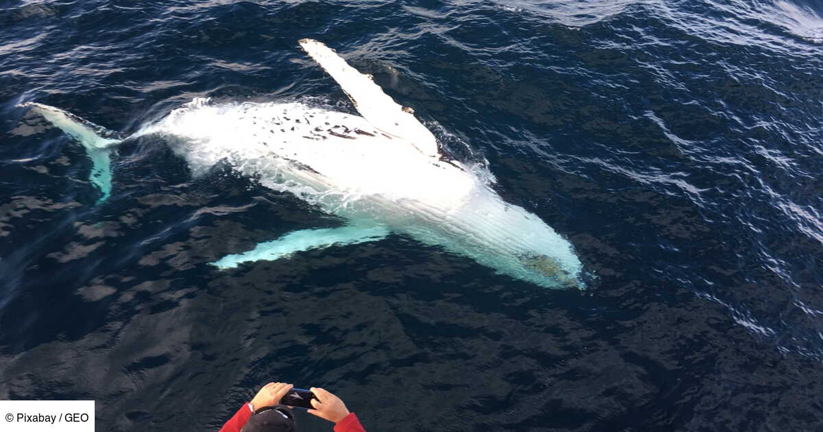 Une rarissime baleine blanche aperçue au large des côtes de la NouvelleGalles du Sud Geo.fr