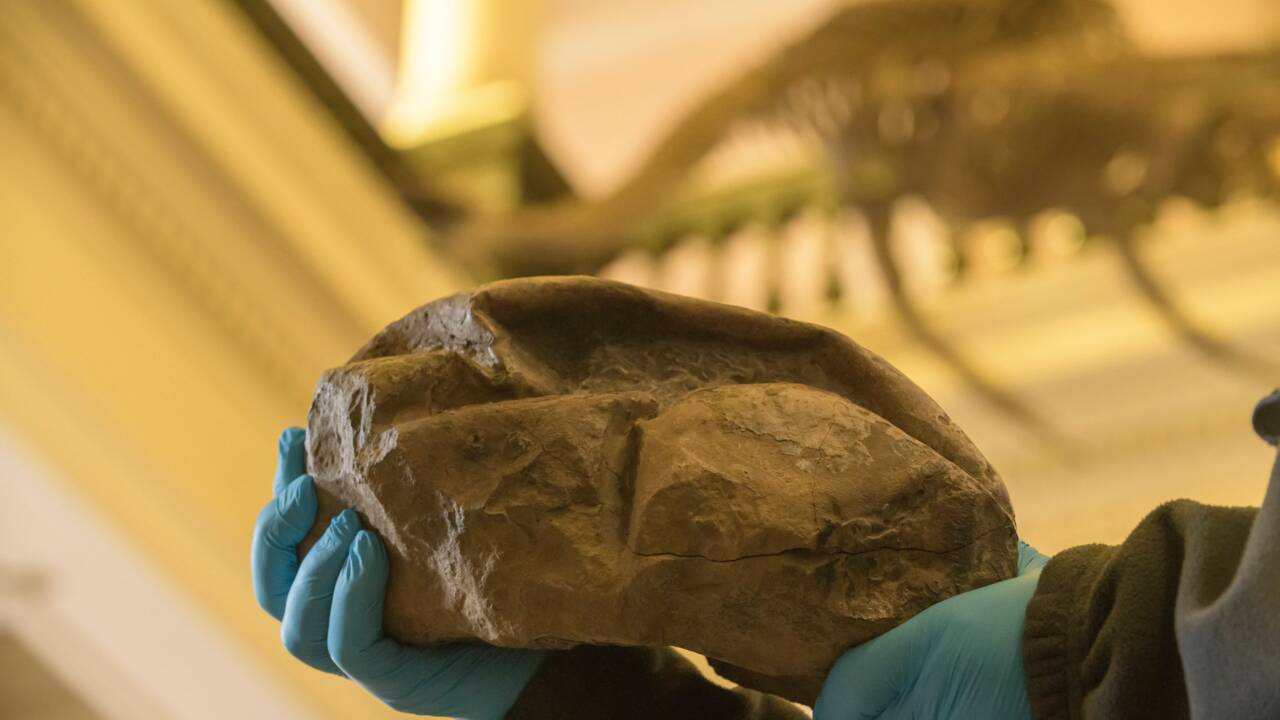 Ce mystérieux œuf de 66 millions d’années est le plus gros jamais découvert de l’ère des dinosaures