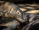 En Indonésie, à la rencontre des dragons de Komodo et de leurs « jumeaux » humains