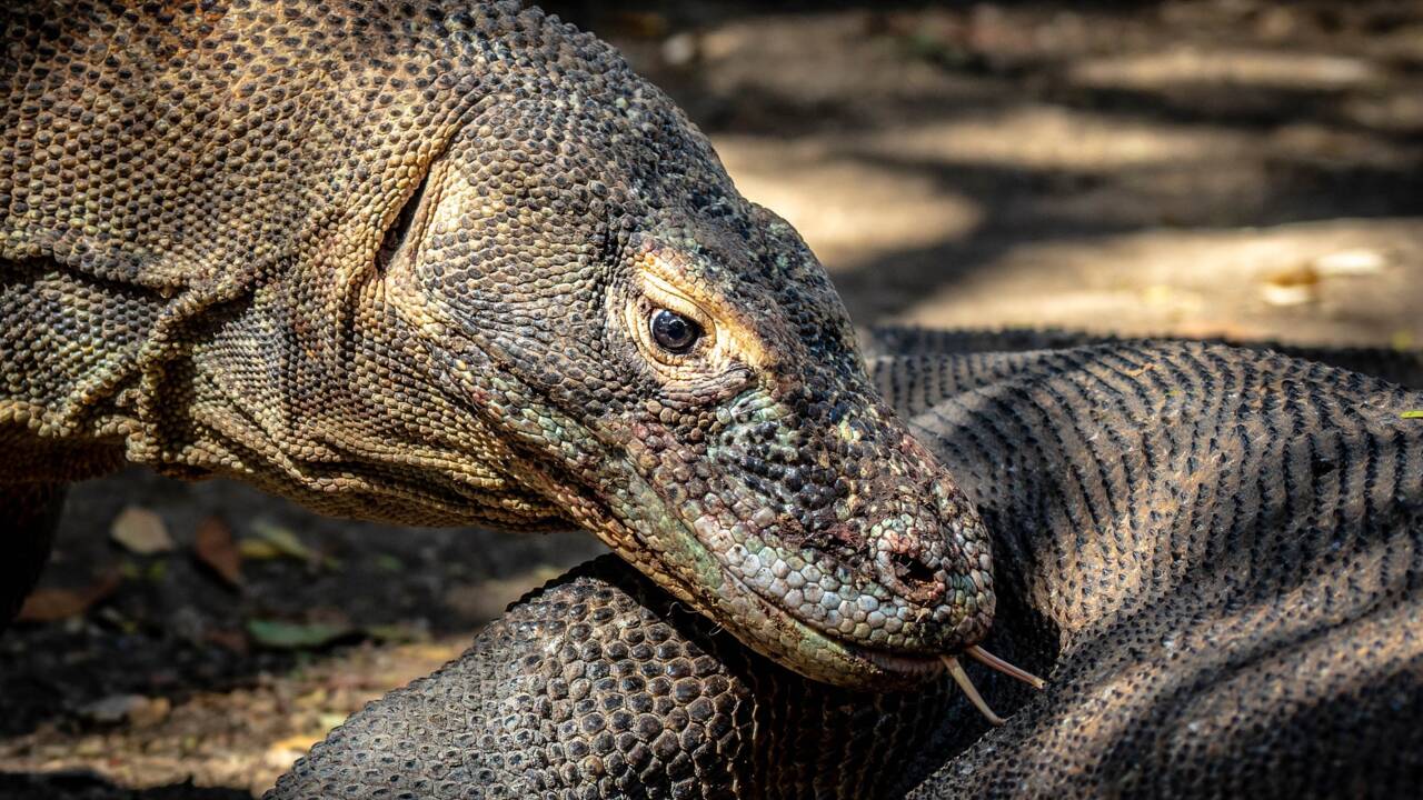 En Indonésie, à la rencontre des dragons de Komodo et de leurs « jumeaux » humains