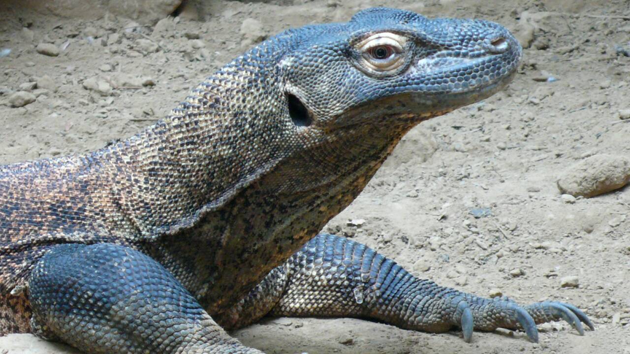 Indonésie : le dragon de Komodo, cet animal qui a développé des superpouvoirs