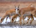 Plus de 500 naissances d'antilopes saïgas donnent espoir pour l'espèce menacée