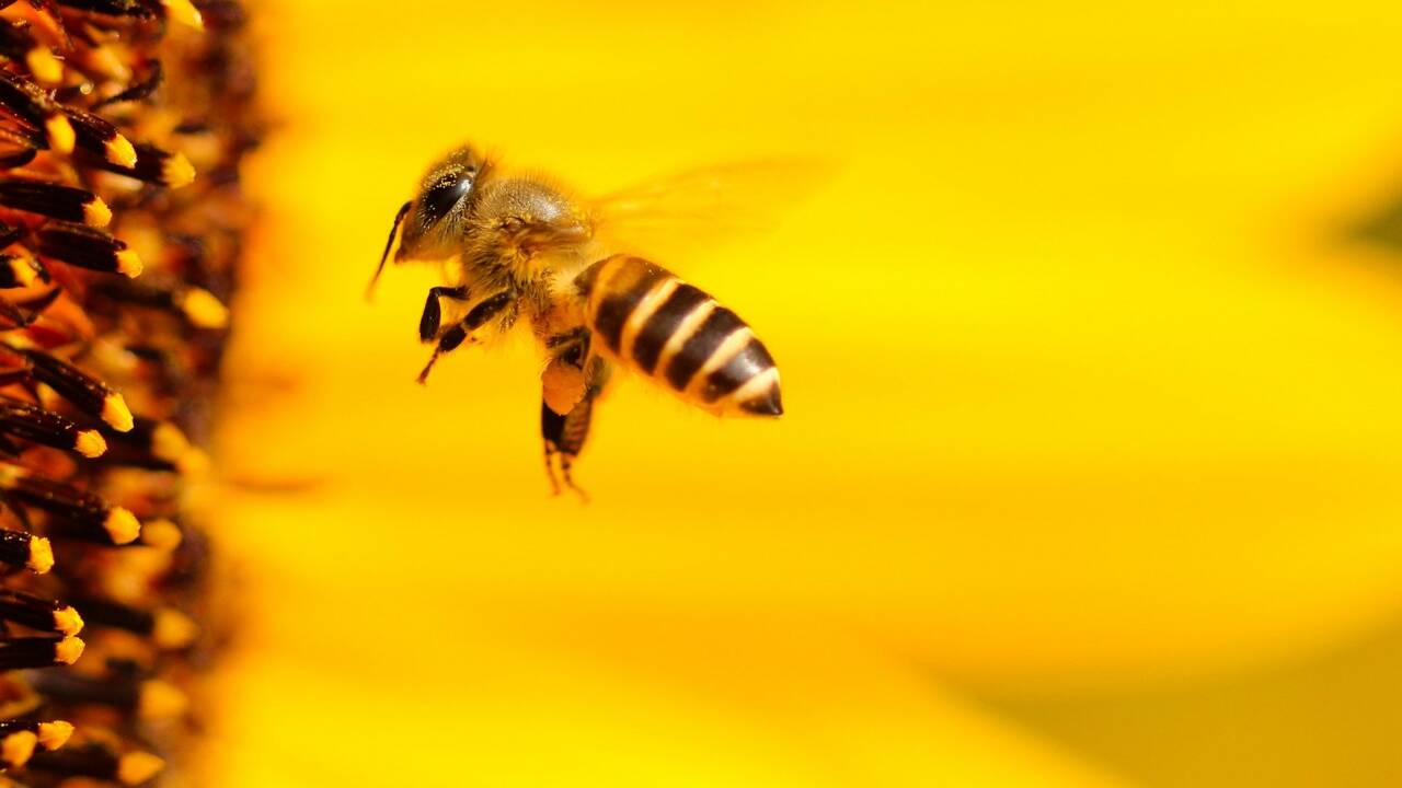 Croatie : état de catastrophe naturelle déclaré après la mystérieuse mort de 60 millions d’abeilles