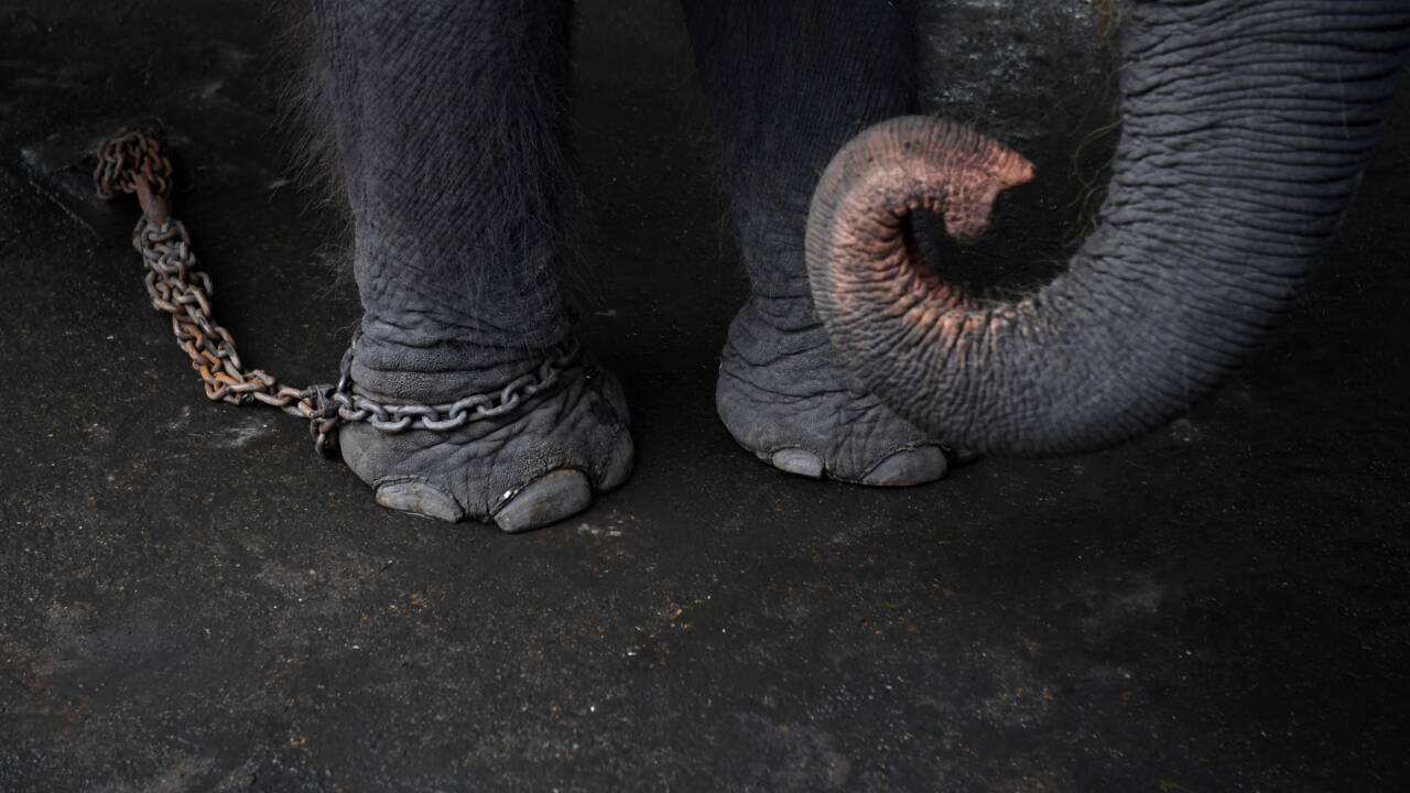 En Thaïlande, de rares images du cruel dressage des "éléphants à touristes"