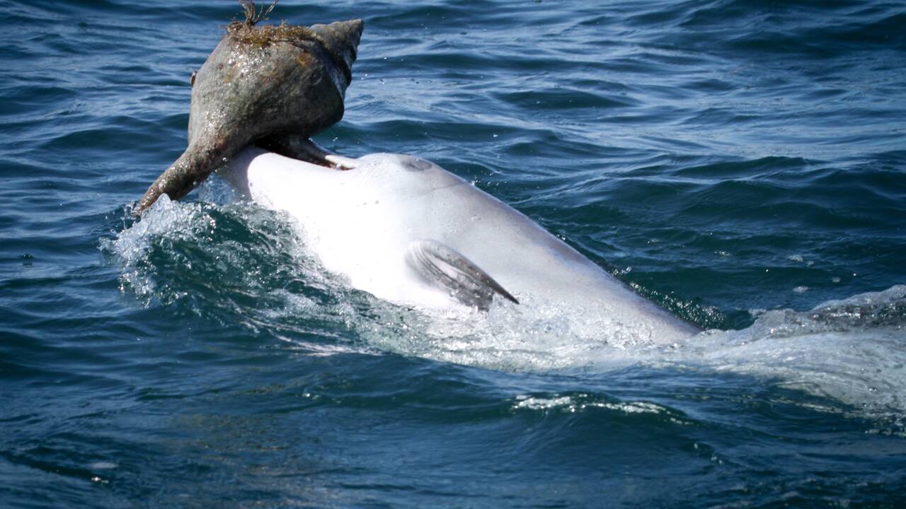 En Australie, des dauphins apprennent à leurs congénères comment chasser avec des coquillages
