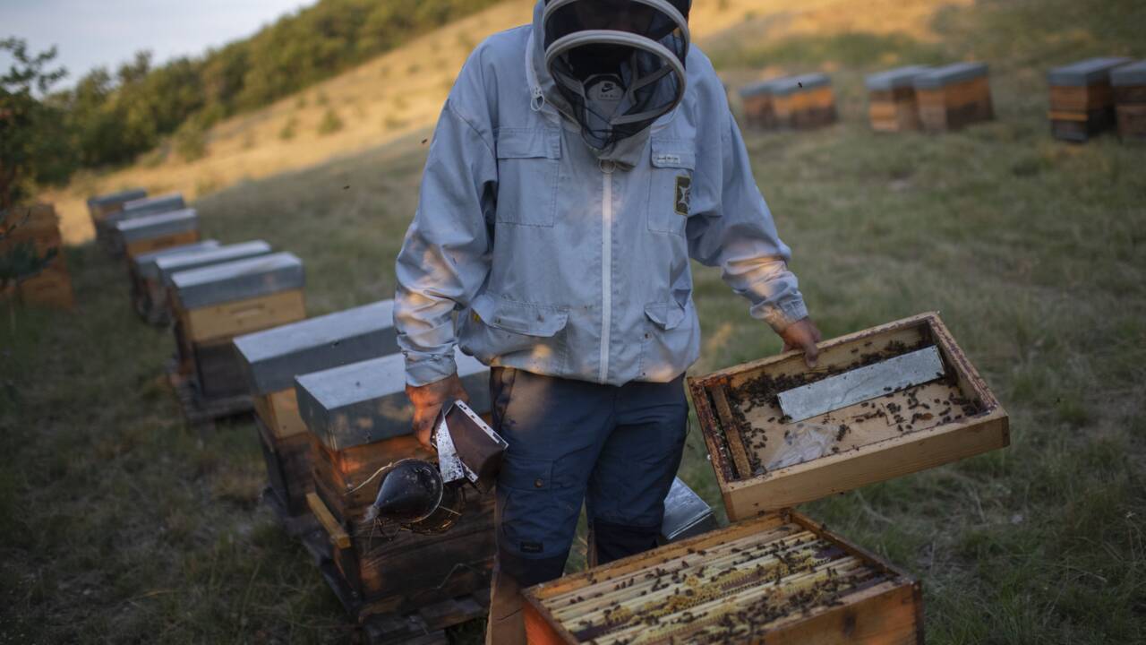 En Provence, la ruée vers la lavande de millions d'abeilles