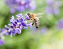En Provence, la ruée vers la lavande de millions d'abeilles