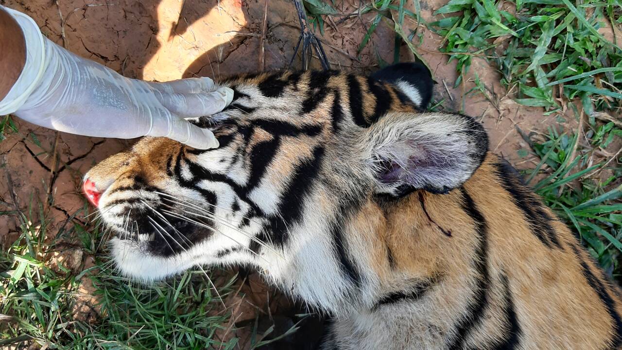 Nouveau cas d'empoisonnement présumé de tigre de Sumatra en Indonésie