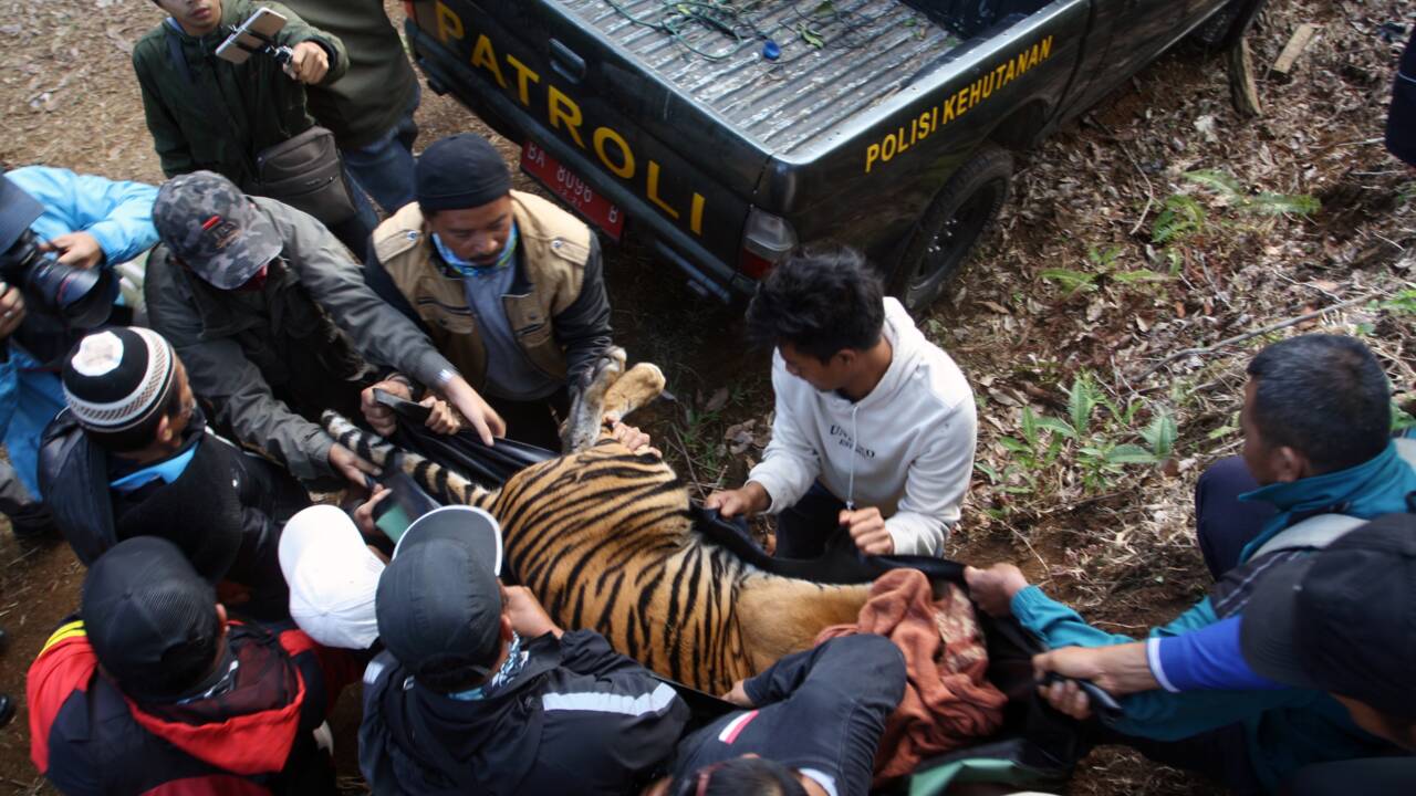 Nouveau cas d'empoisonnement présumé de tigre de Sumatra en Indonésie