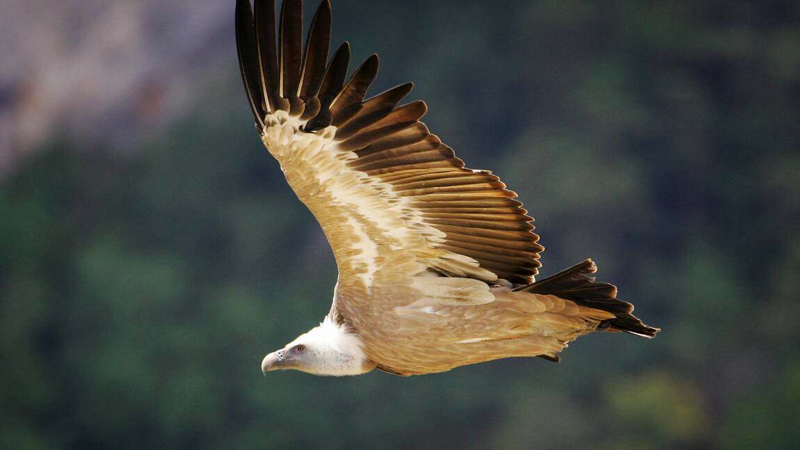 Des agriculteurs dénoncent l'attaque d'animaux vivants par des vautours