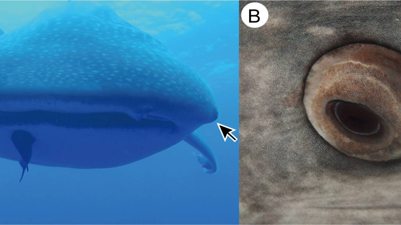 Des scientifiques découvrent des dents sur les yeux du plus grand requin du monde