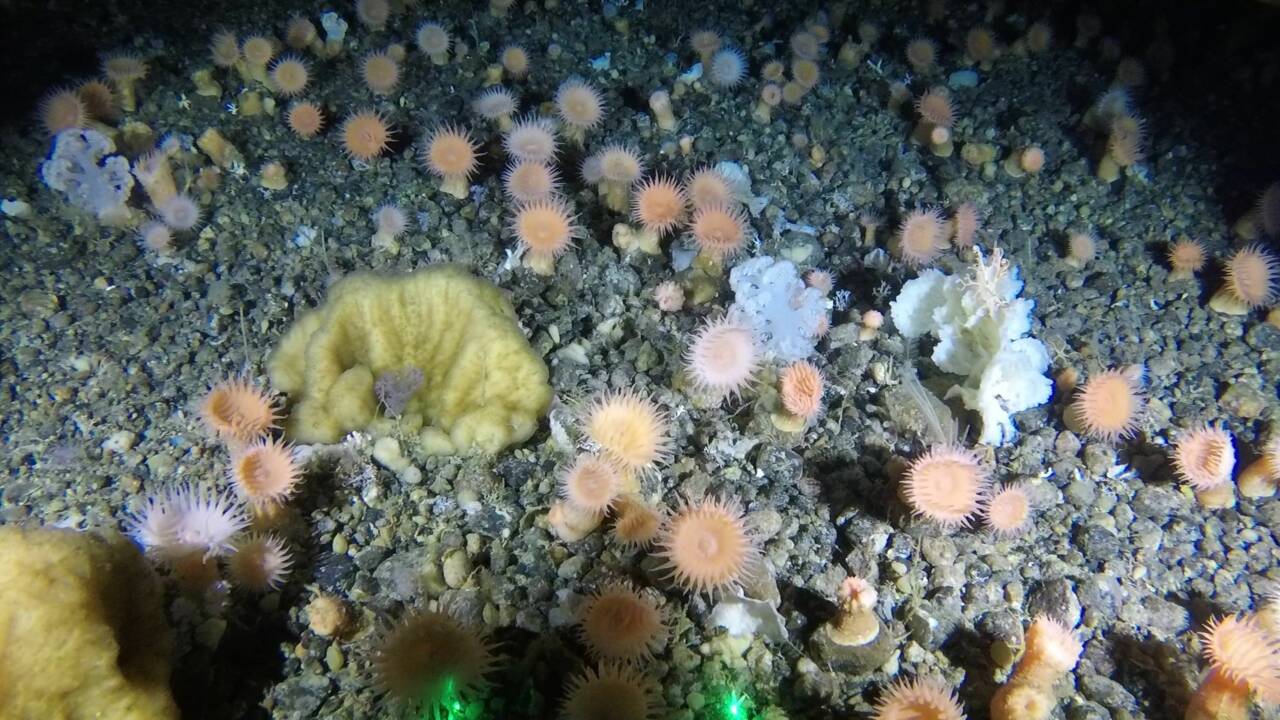 Un vaste jardin de coraux découvert dans les profondeurs au large du Groenland