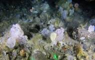 Se ha descubierto un vasto jardín de coral en las profundidades de Groenlandia