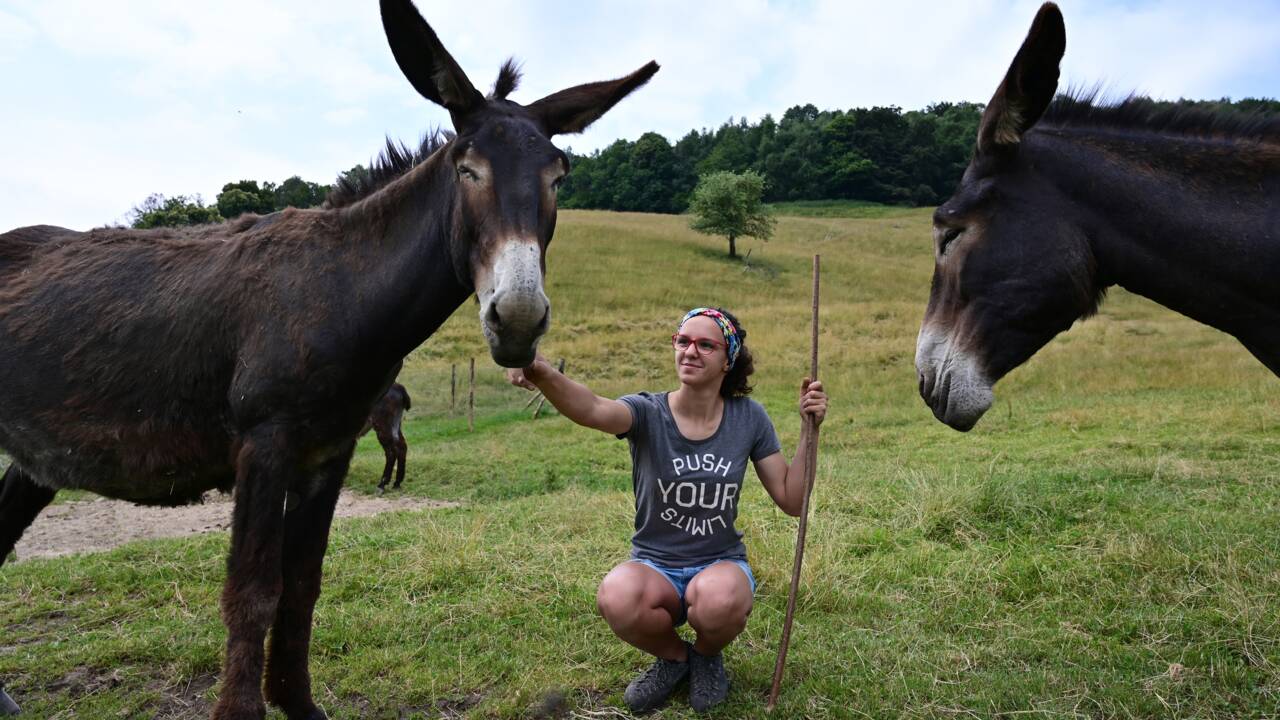 Elever des ânes en montagne, le défi d'une jeune Italienne