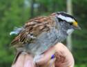 Depuis 20 ans, un nouveau "tube" fait fureur chez les petits oiseaux canadiens