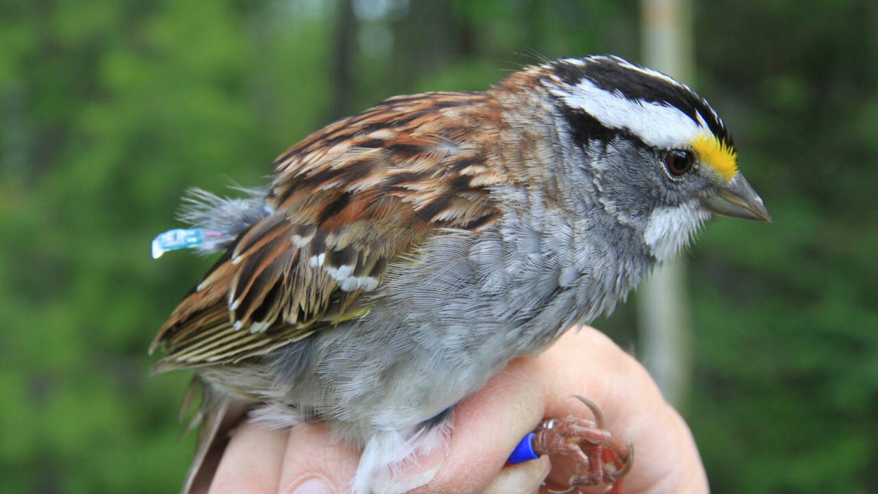 Depuis 20 ans, un nouveau "tube" fait fureur chez les petits oiseaux canadiens