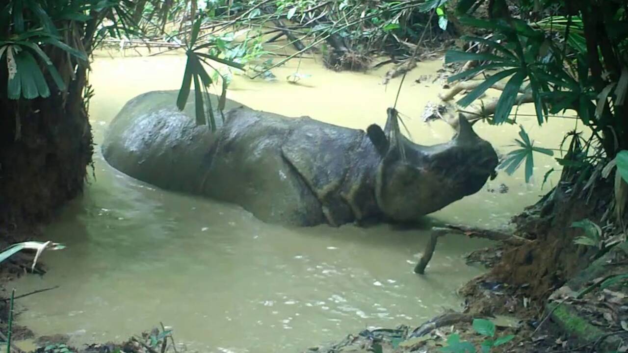 Les images rares d'un rhinocéros de Java surpris à se prélasser dans un bain de boue