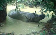 Obrazy nosorożców jawajskich z Jawy są zaskakujące, gdy można je zobaczyć w bain de boue